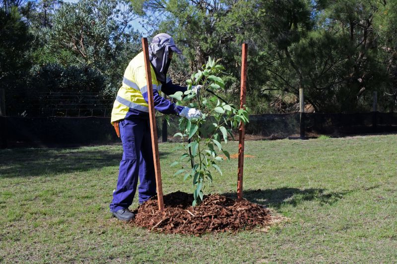 Pine Tree Planting in Honolulu, HI