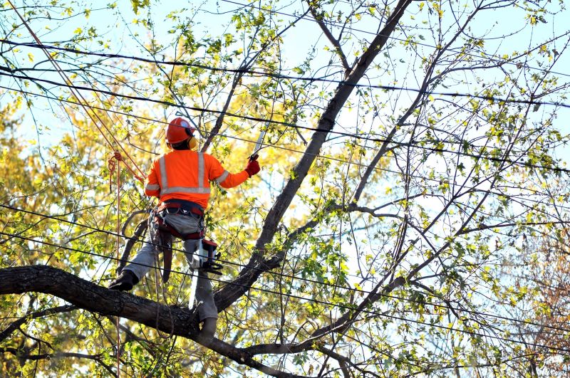Arborist Pruning in Reno, NV