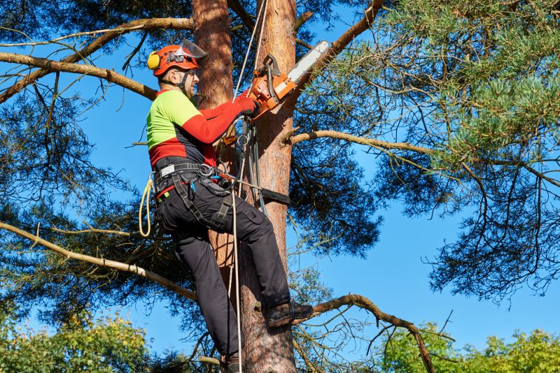 Arborist Tree Service in Reno, NV