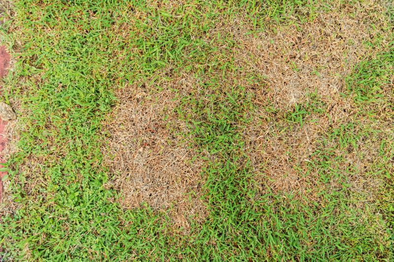 Bare Spot Repair in Honolulu, HI
