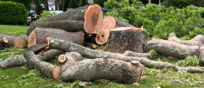 Tree Removal Costs