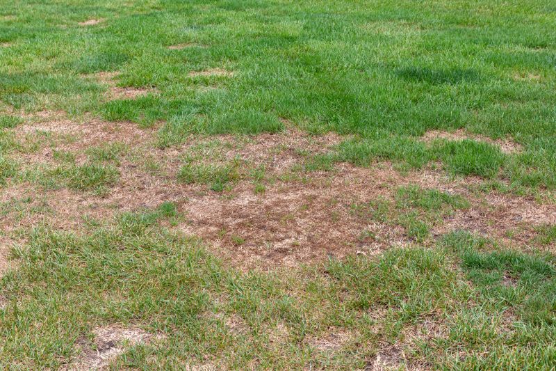 Healthy Lawn Restoration