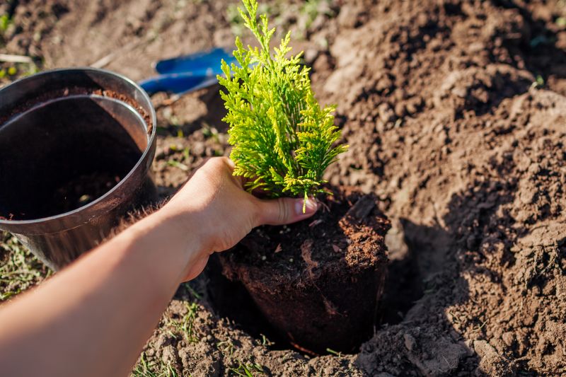Magnolia Tree Planting in Ventura County, CA