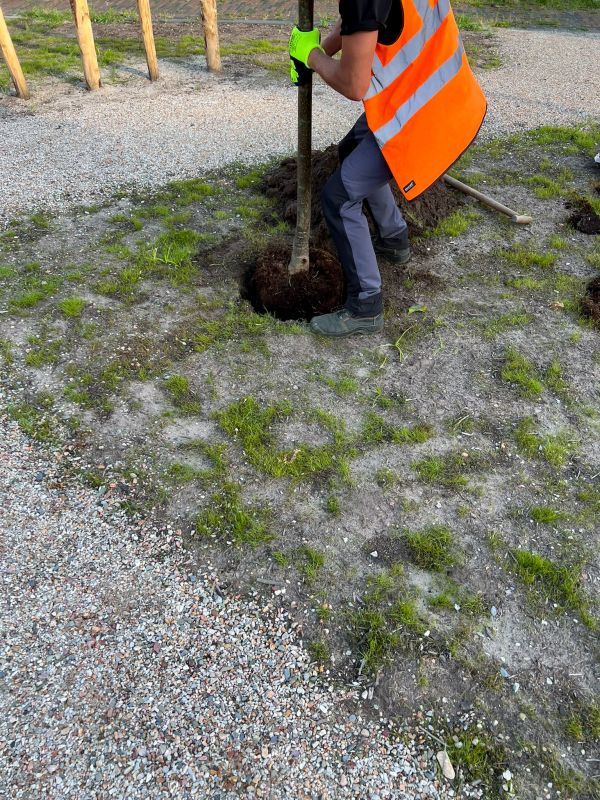 Oak Tree Planting in Ventura County, CA