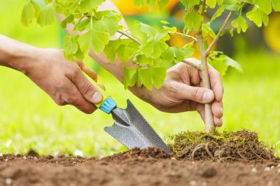 Ornamental Tree Planting in Ventura County, CA