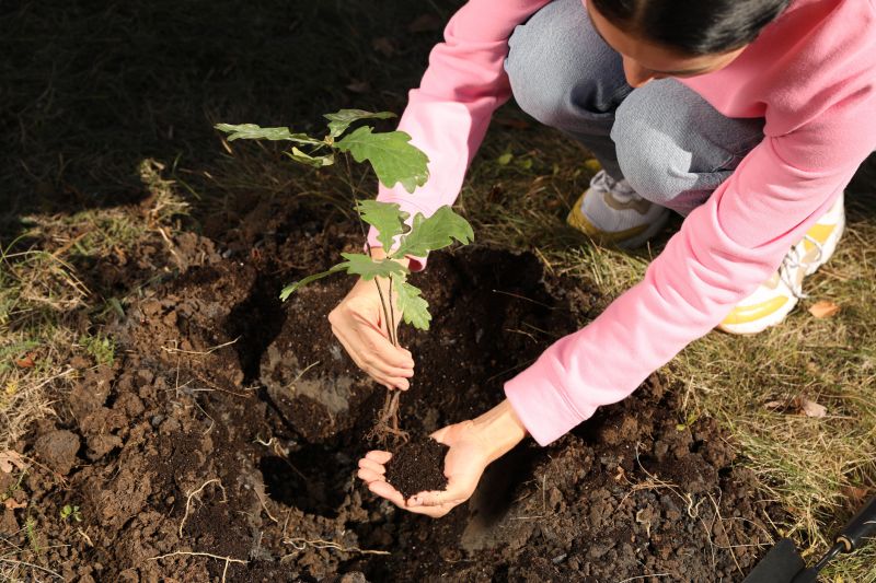Palm Tree Planting in Ventura County, CA