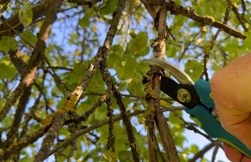 Shrub Care Service in Reno, NV
