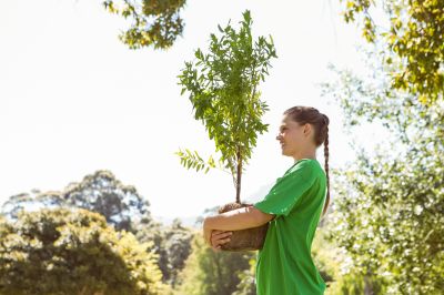 Tree Landscaping in Honolulu, HI