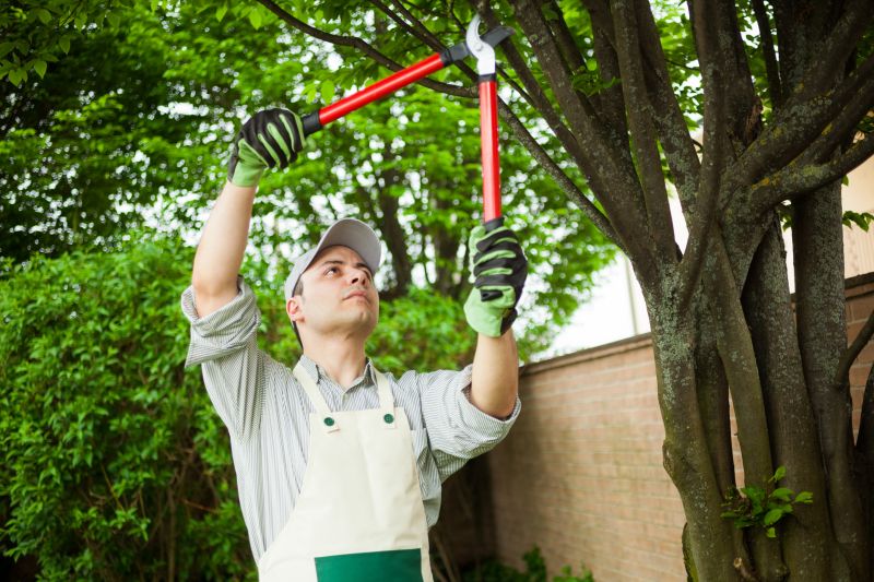 Tree Repair in Reno, NV